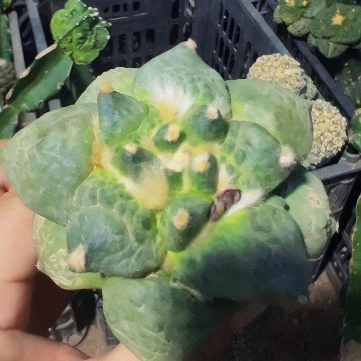 无花朵福利大尤怒涛牡丹929
