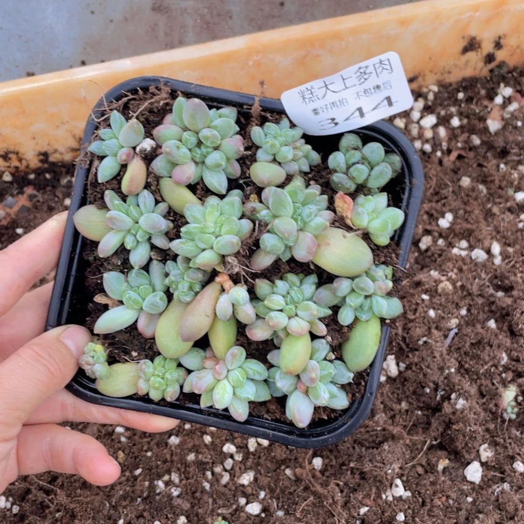 糕大上多肉植物344