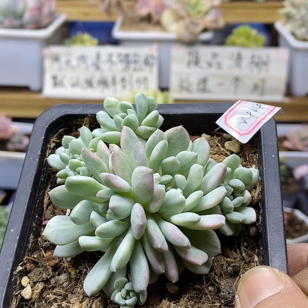 24146 小红蛋锦自然群