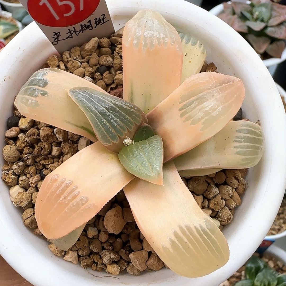 157号糊斑史扑一物一拍带盆土