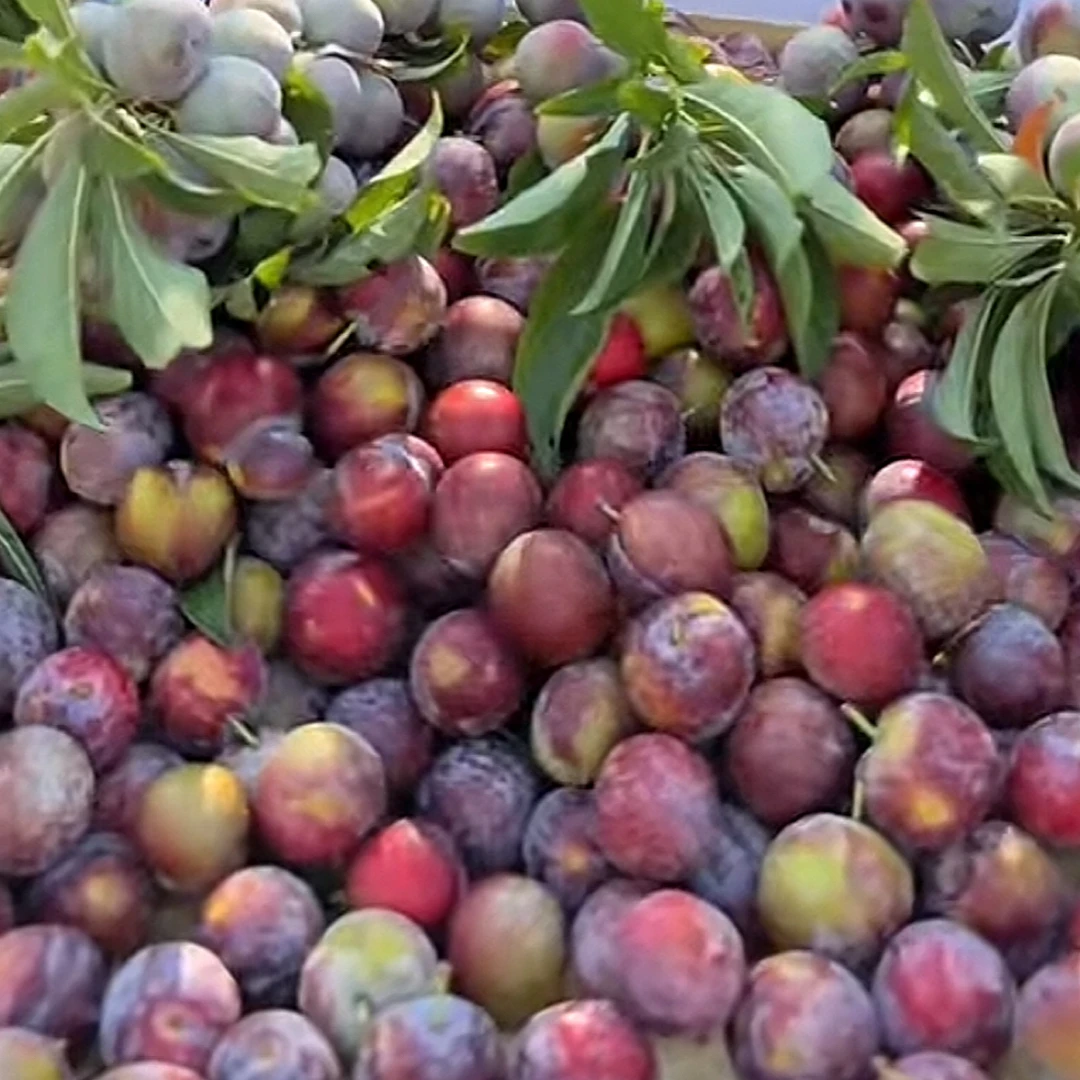 【淅礼·助农】脆红李产地直发新鲜采摘脆甜可口红脆李