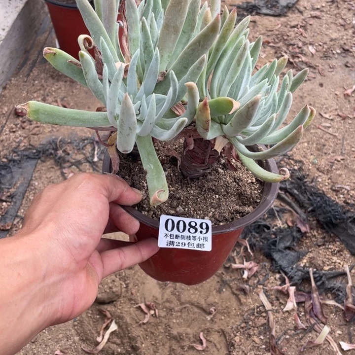 89号奥罗拉多肉植物