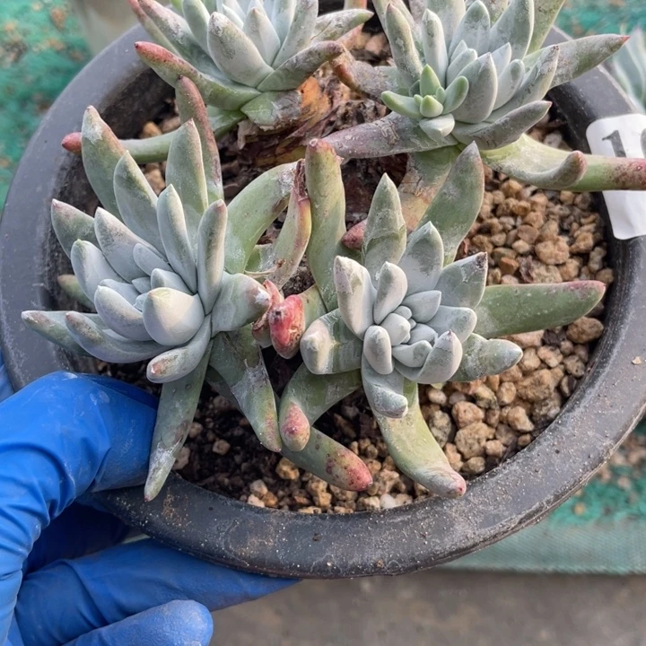 61号海瑟拇指山东多肉植物