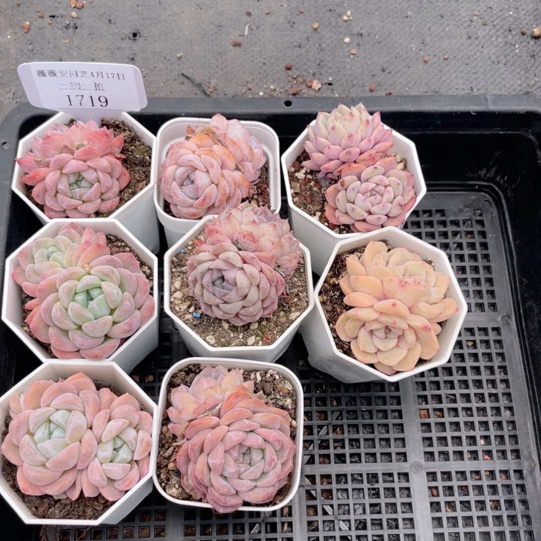 薇薇安园艺多肉1719