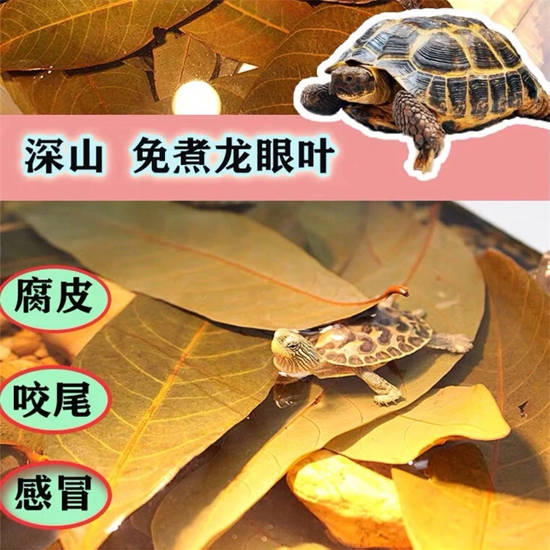 龙眼叶乌龟防腐防感冒专用免煮古法造景预防改善水质