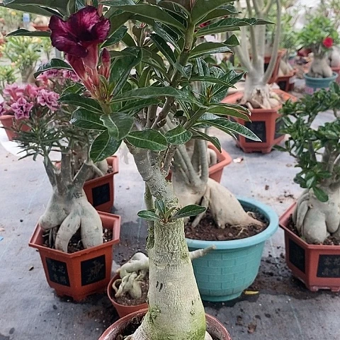 【闪购商品】无花朵心**愿绿植