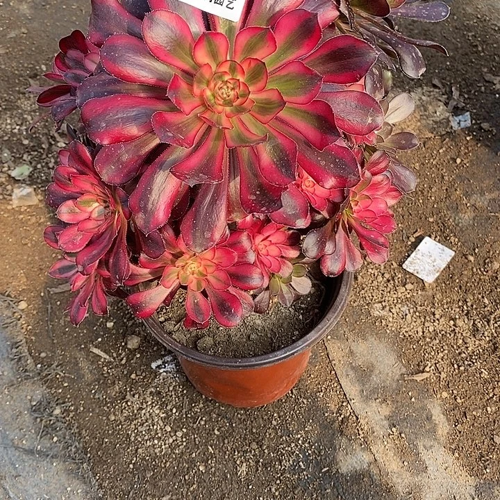 用***子多肉植物香奈儿979多肉