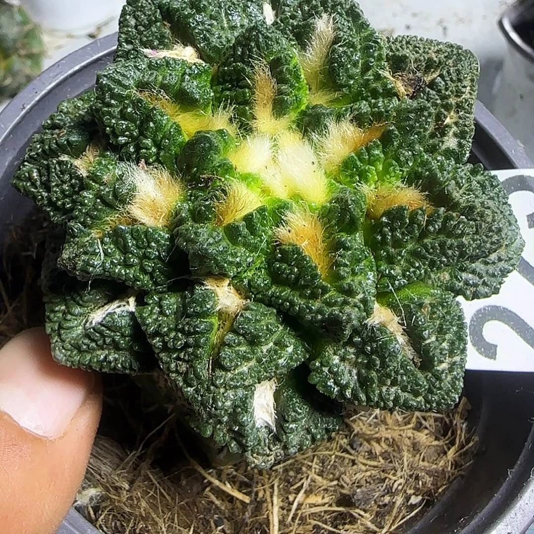 割尤龟甲225仙人球开花