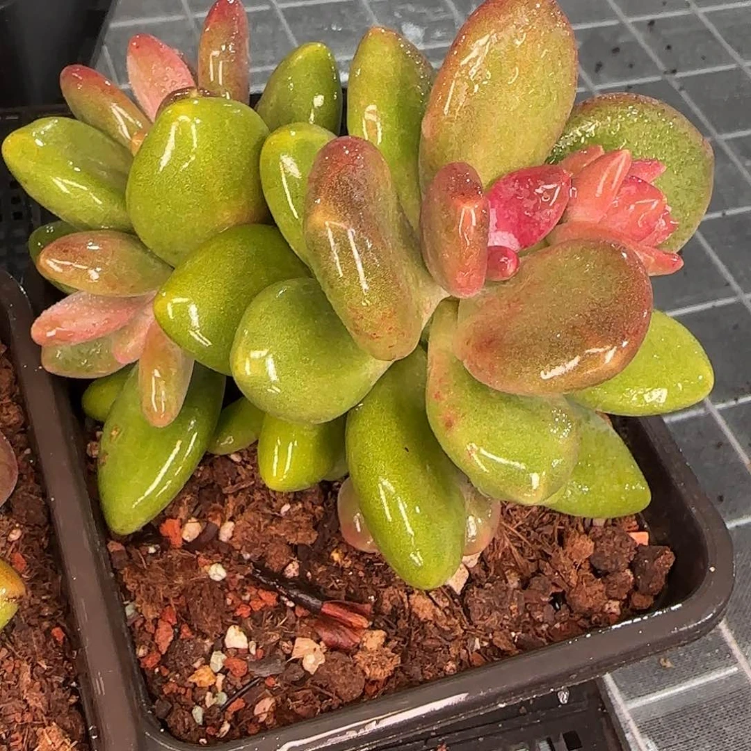 从前慢花园精选0116-芒果奶