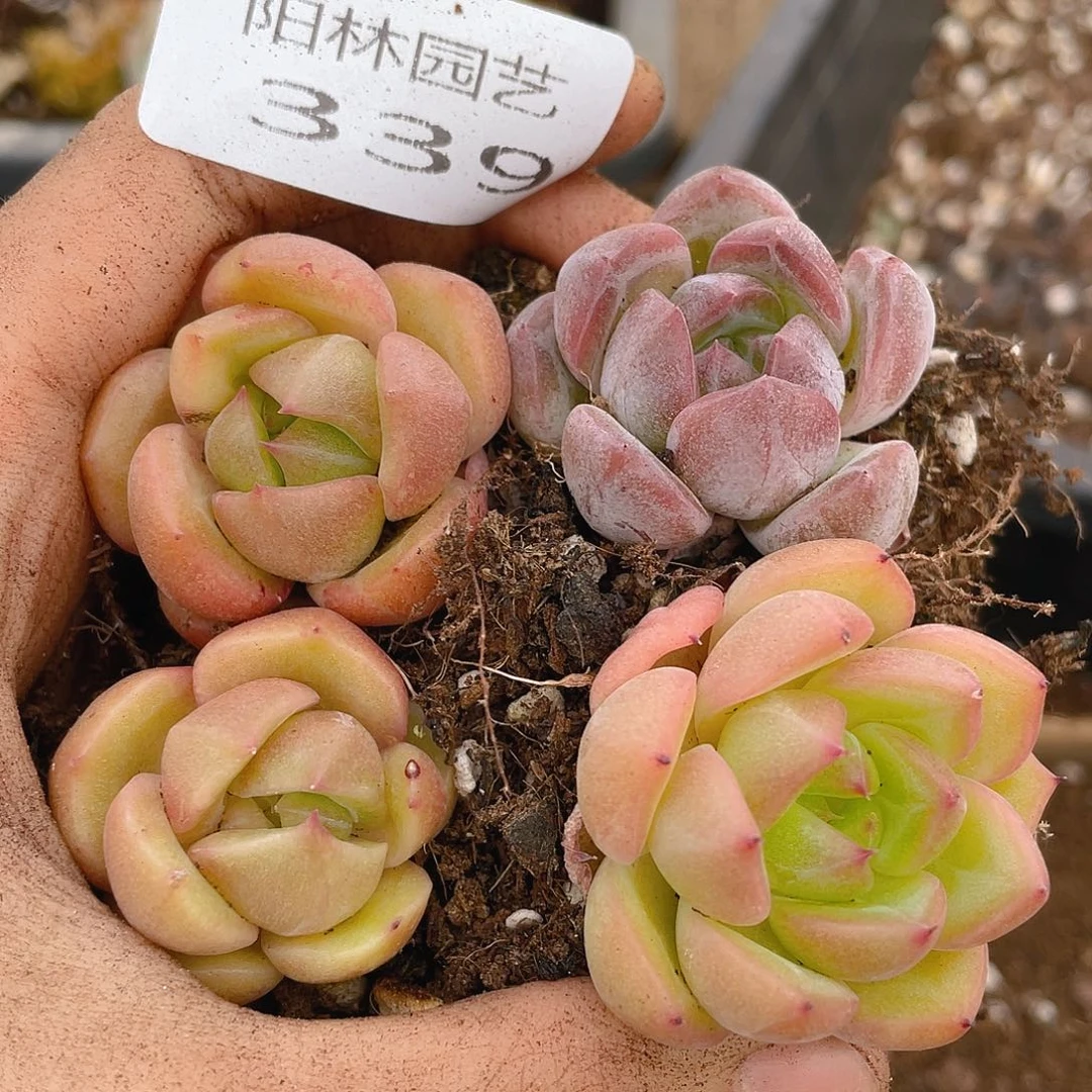 多肉植物多肉植物339
