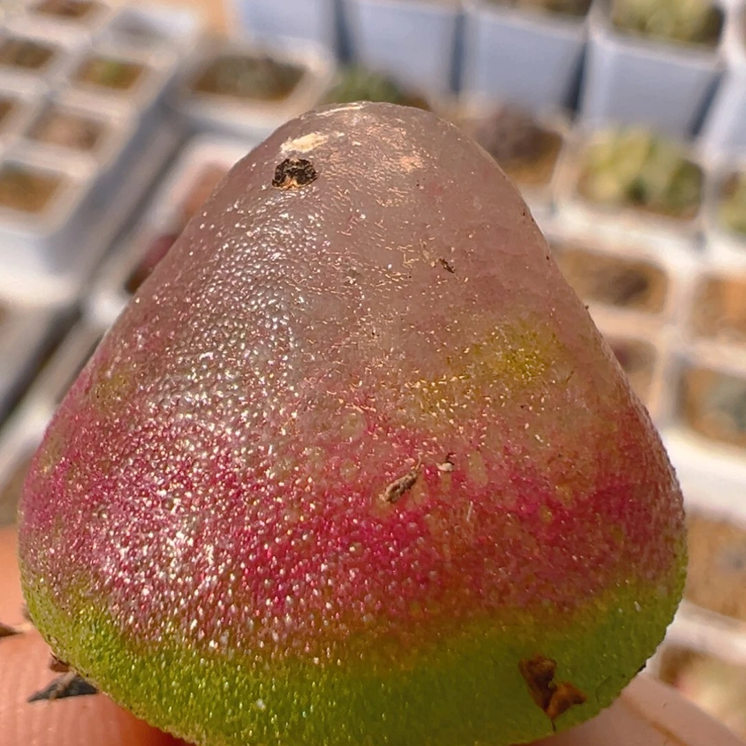 103多肉植物百科知识