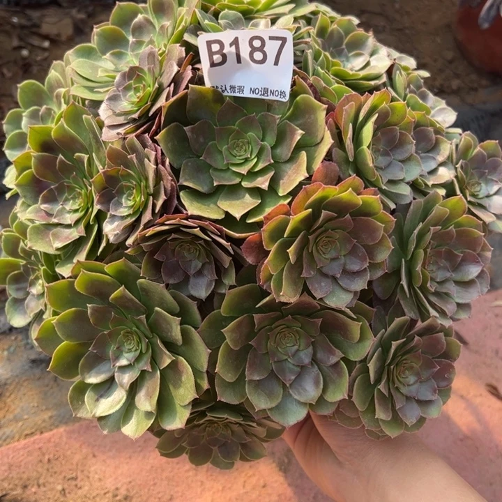 万圣节多肉植物187.