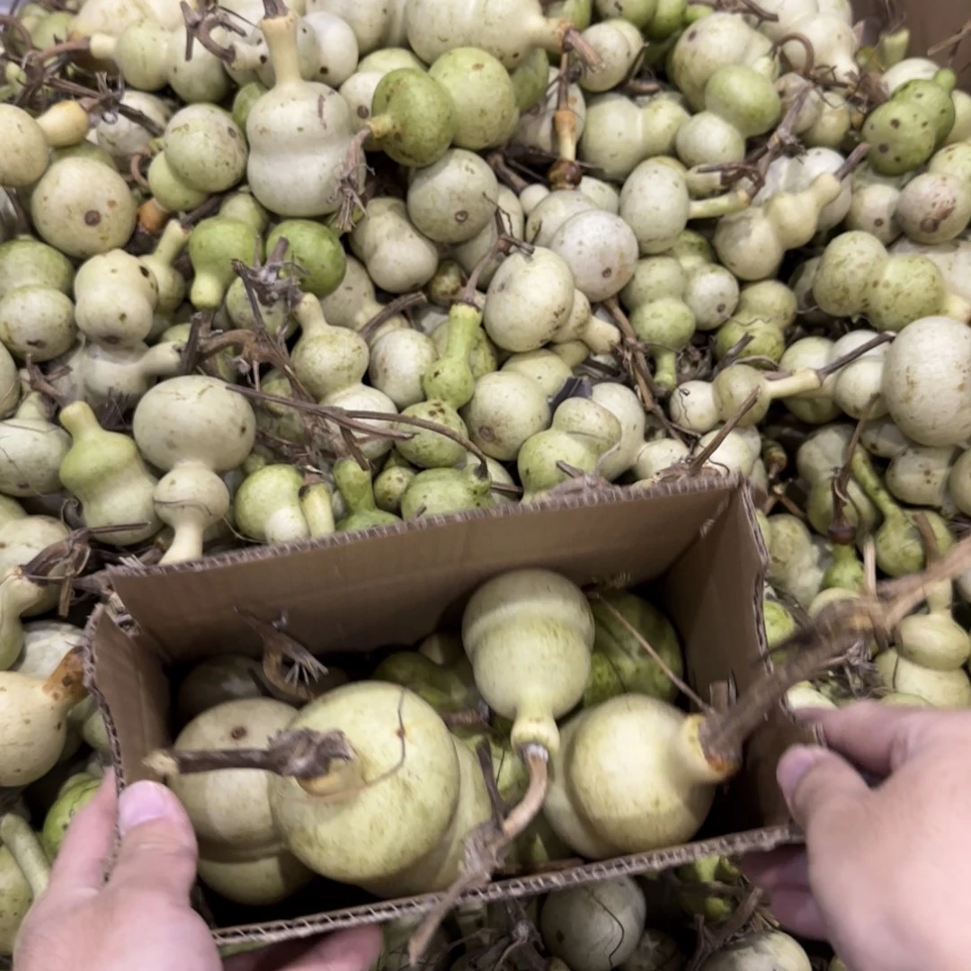 简***的青皮不包成  不退不换