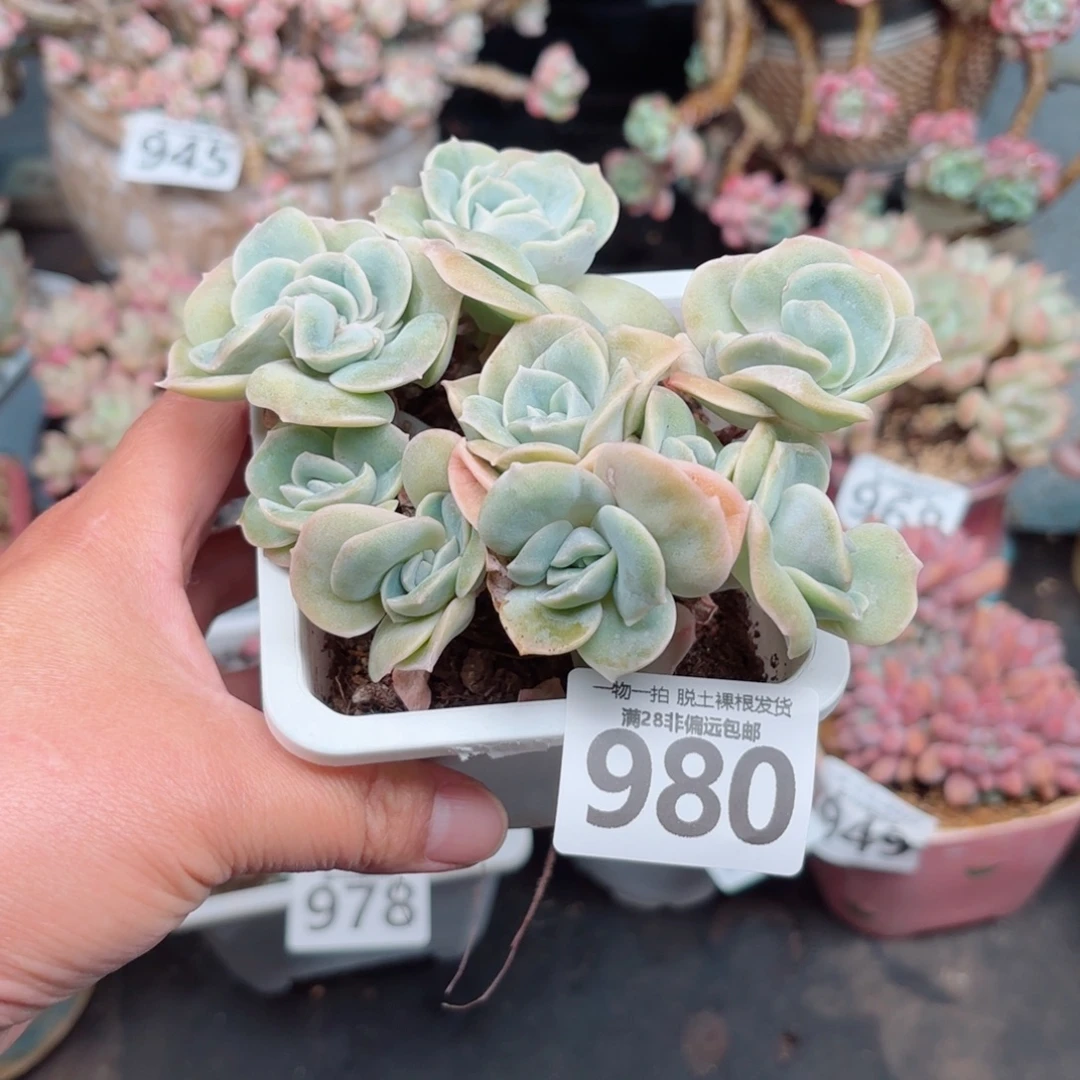 可爱玫瑰缀无盆土发货