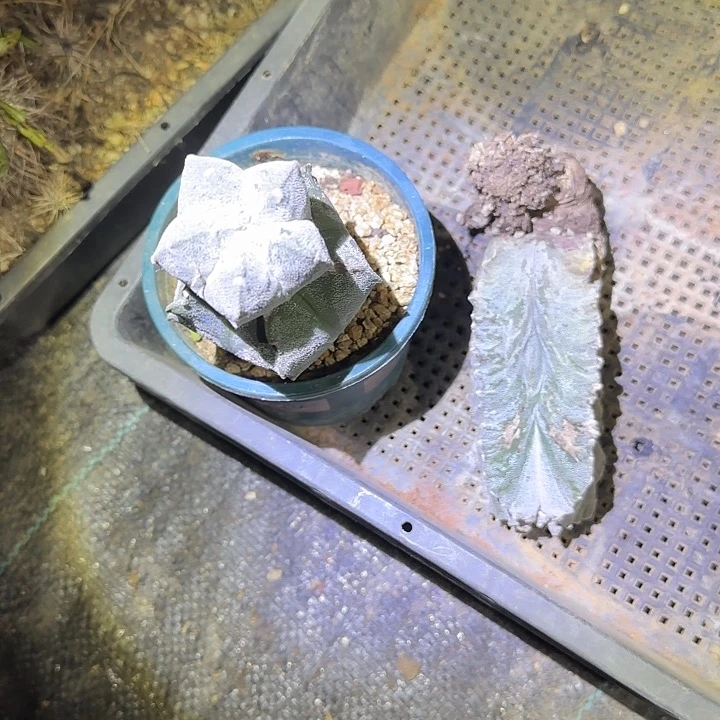 木***玛多肉植物多肉植物