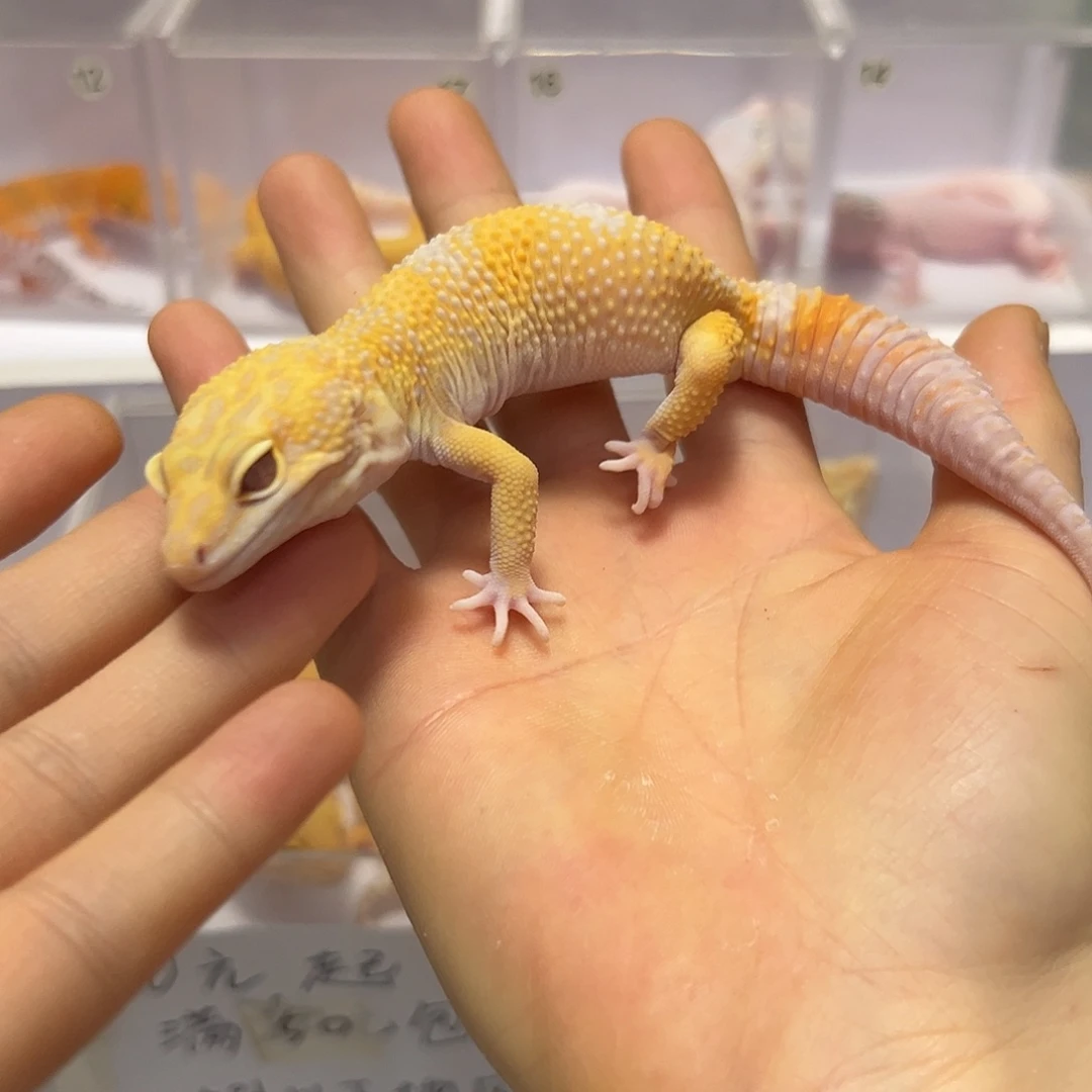 豹纹守宫豹纹守宫