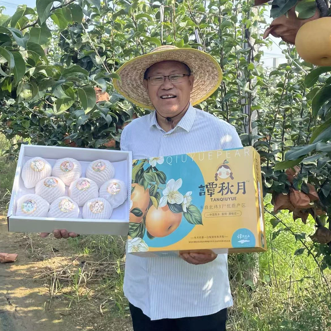 正宗莱阳秋月梨新鲜现摘脆甜多汁顺丰包邮