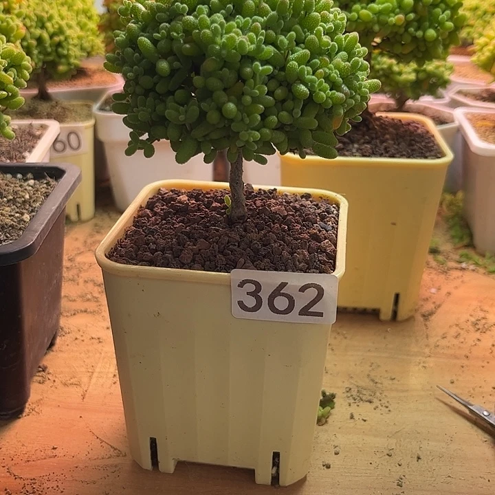 圈***圆无花朵362金桔糖球