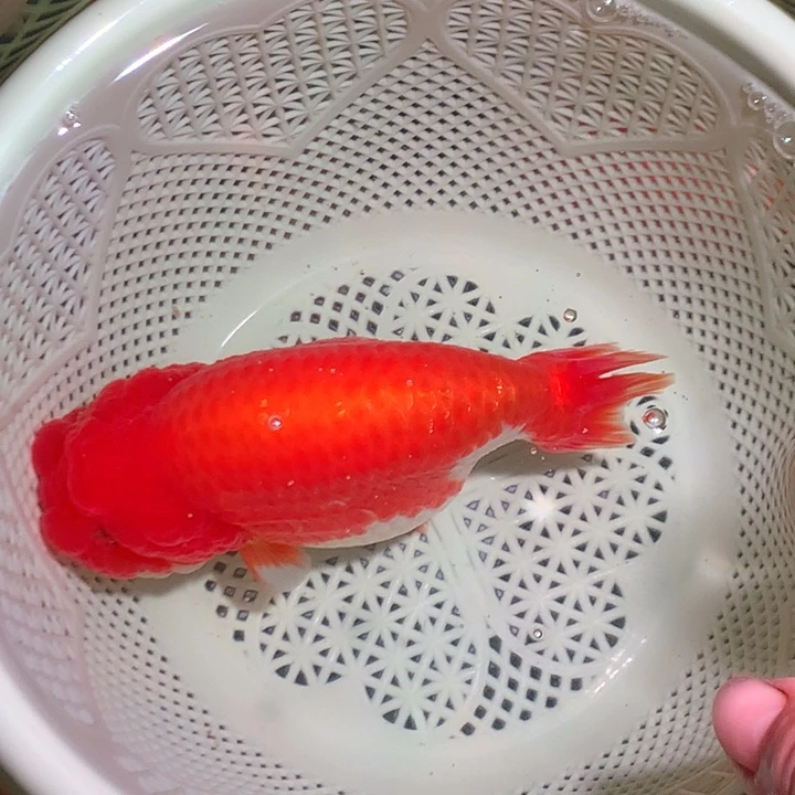 金鱼开箱视频包损