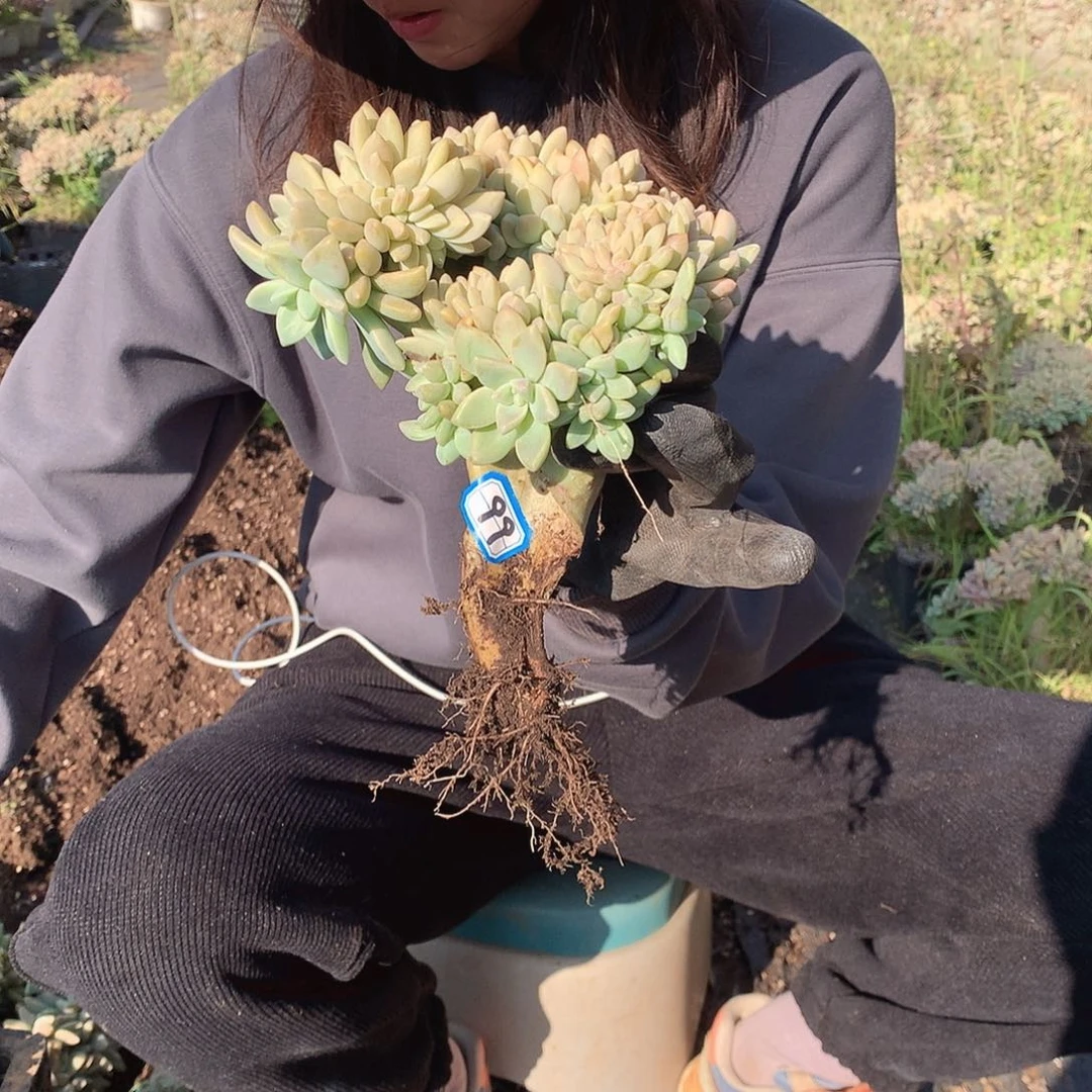 99 淡雪缀 一物一拍