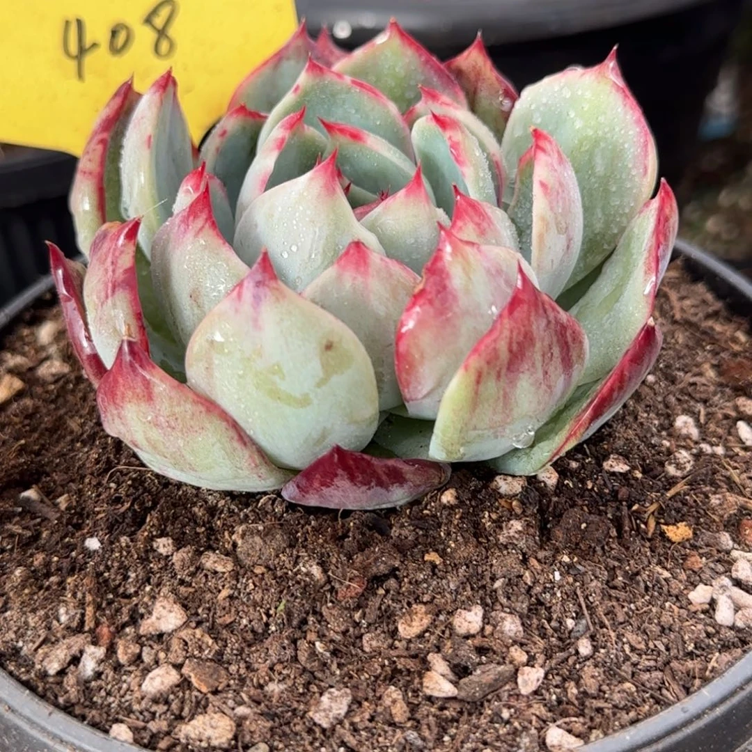 花脸拉丝惊鸿一物一拍包装收缩花旱408
