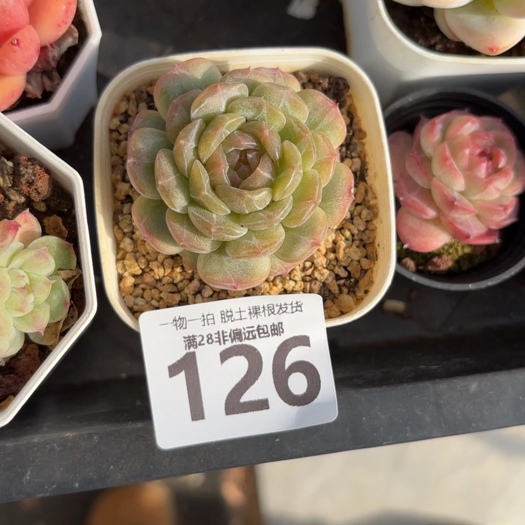 白恋单头无盆土发货