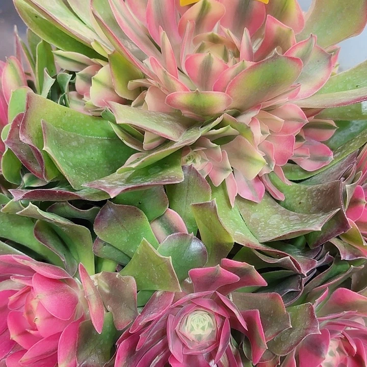 多肉植物香妃缀0432