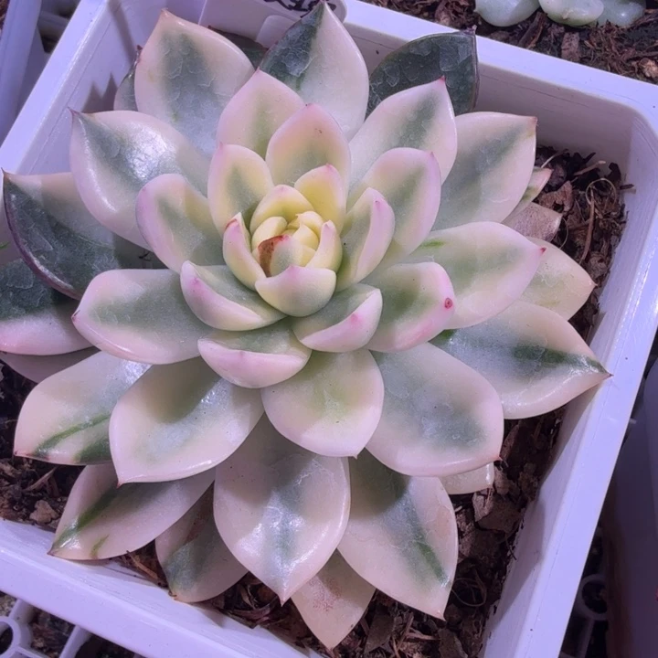 发光玫瑰锦多肉植物