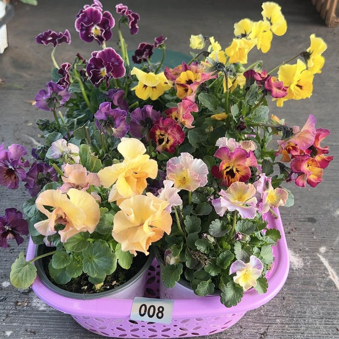 【闪购商品】008号