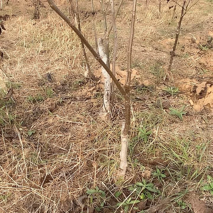 当前无花栽培后可以开花赵*头白狮子麻核桃树苗绿植