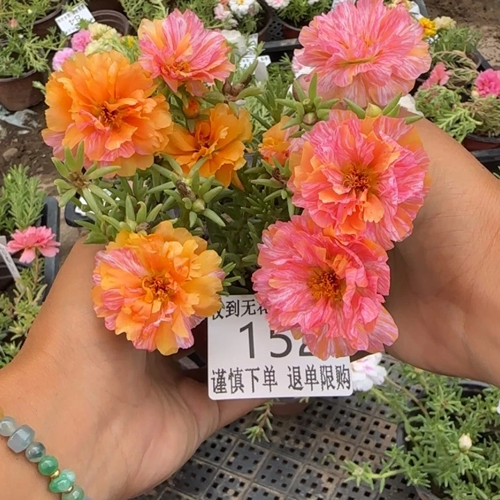 无花朵152超小苗盆口10cm