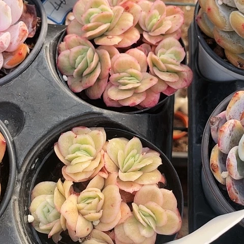 冰玫瑰锦9.9一盆8888