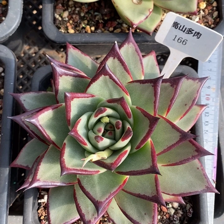 乌木166号福利福利