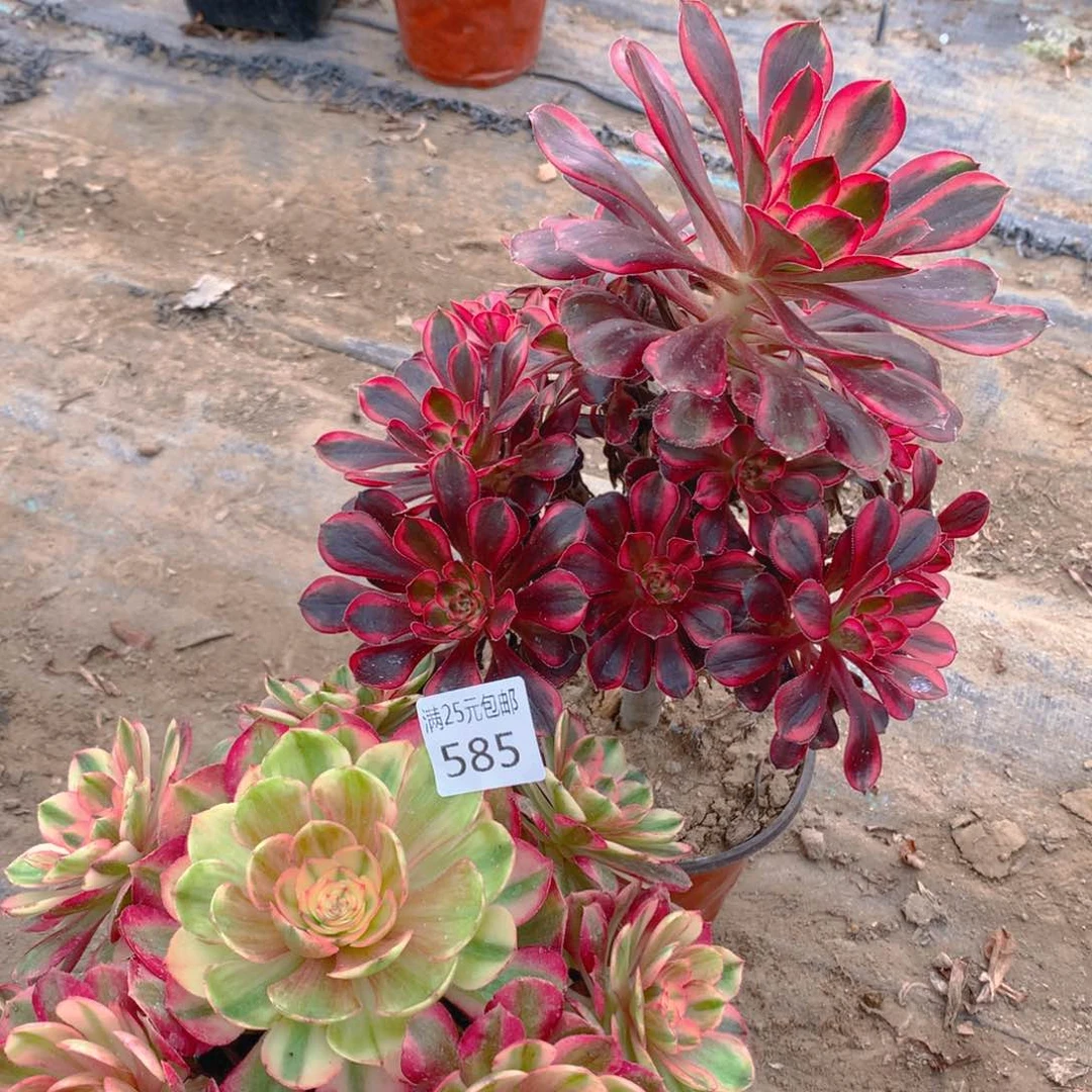 585法师组合2个老桩