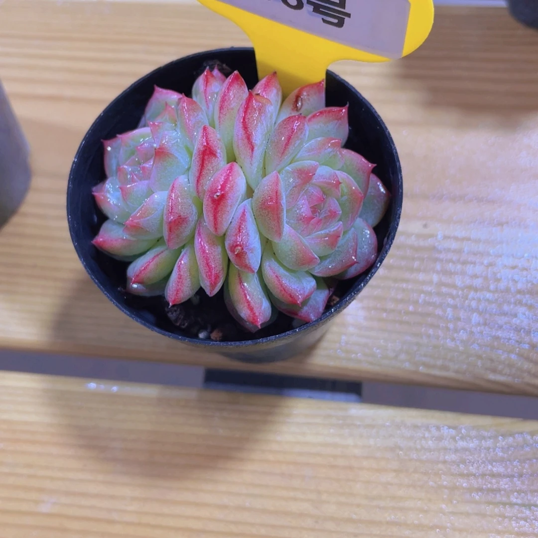 638号 全状态小芬莓双头