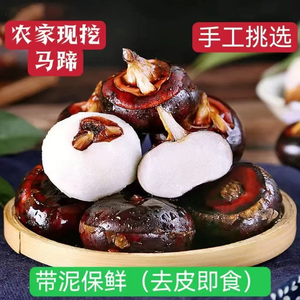 新鲜现挖广西特产红皮水果马蹄荸荠地梨自然成熟脆甜多汁农家自种特产