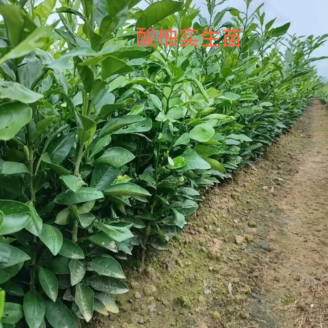 酸柚实生苗砧木银杏树直生苗原生苗柚子柚子树高市早苗最新表态