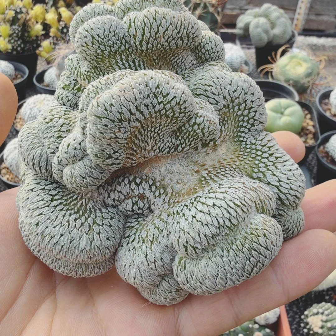 小****e多肉植物