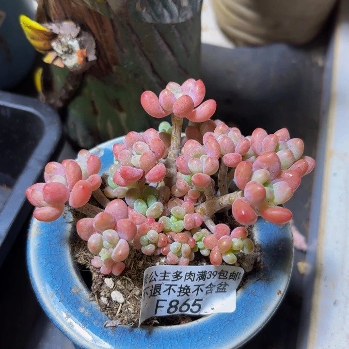 865 鱼子酱8 厘米