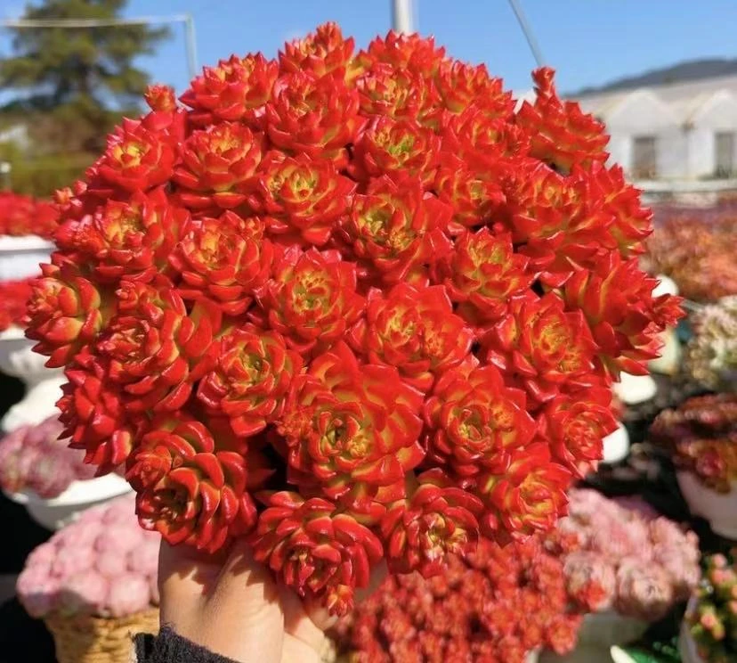 K火焰玫瑰+罗马盆组合 颜值高.喜阳耐晒.带盆带土云南基地发货