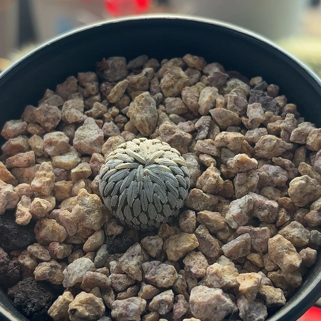 海***魂仙人球实生精巧丸