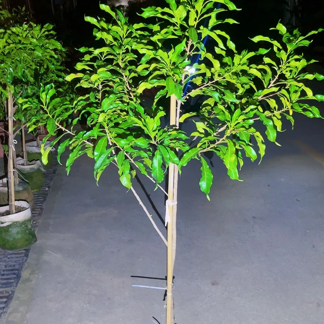 果苗。果苗。果苗66666