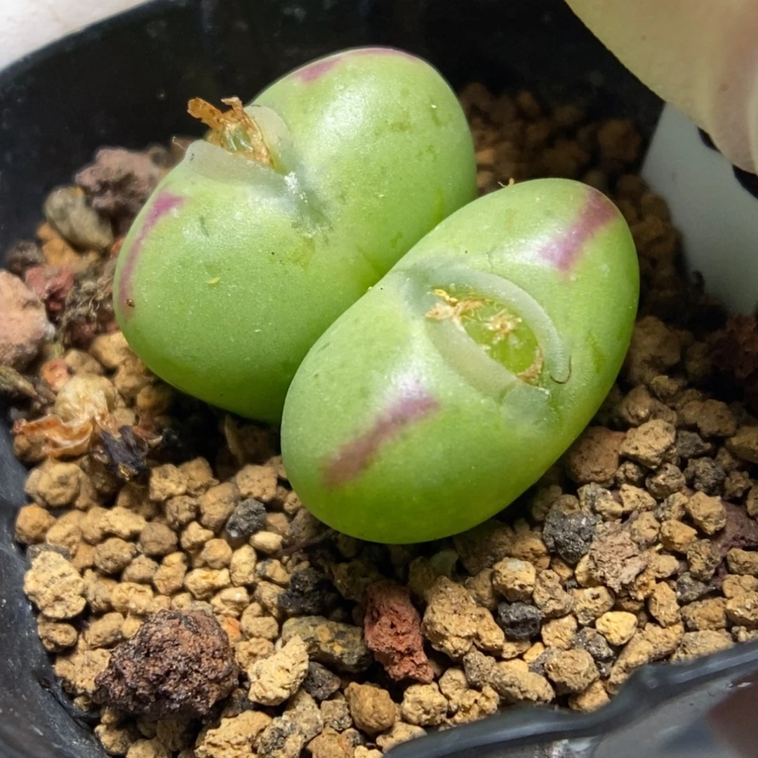 多肉植物肉锥杂交K-4870