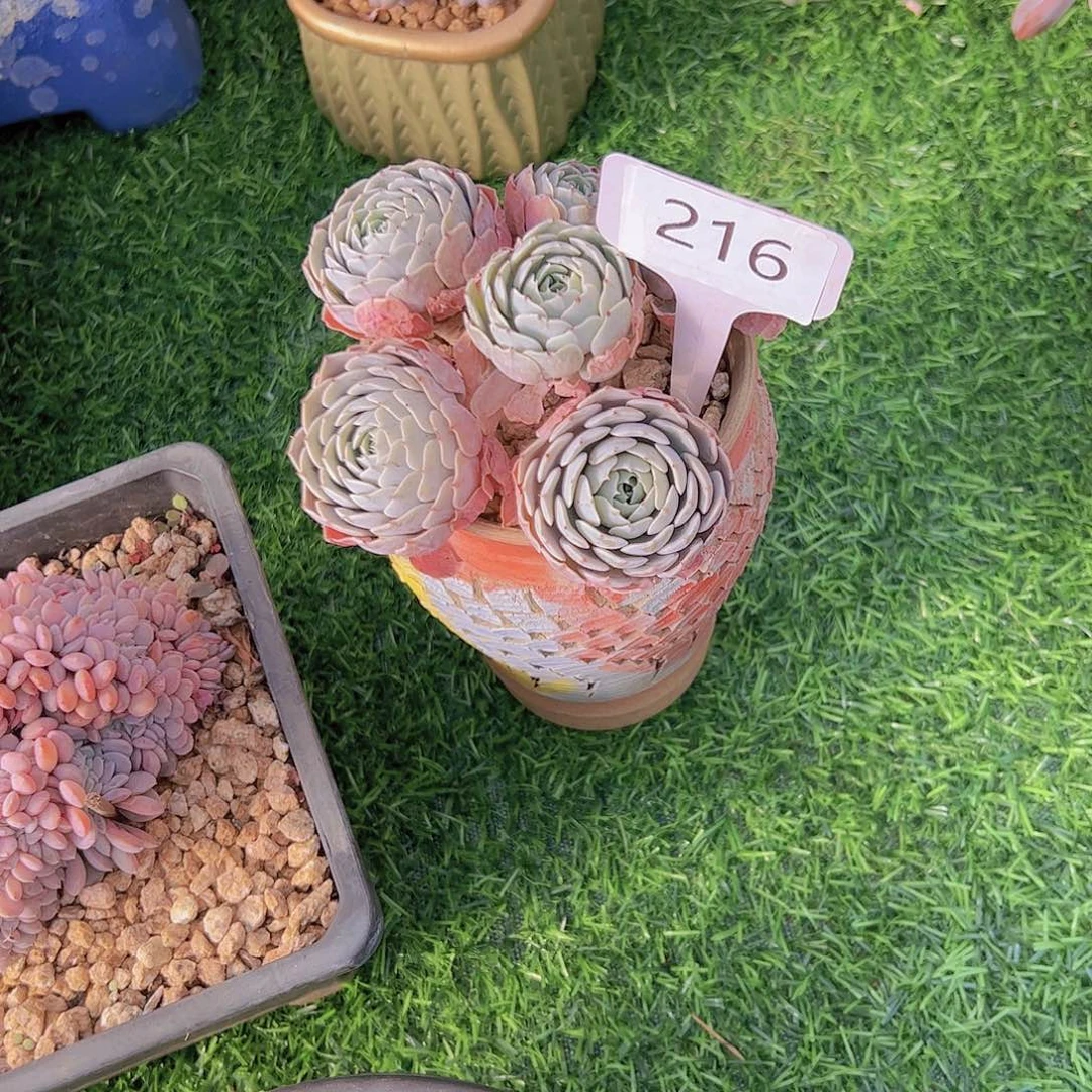 阿****°216天赐18。。。。