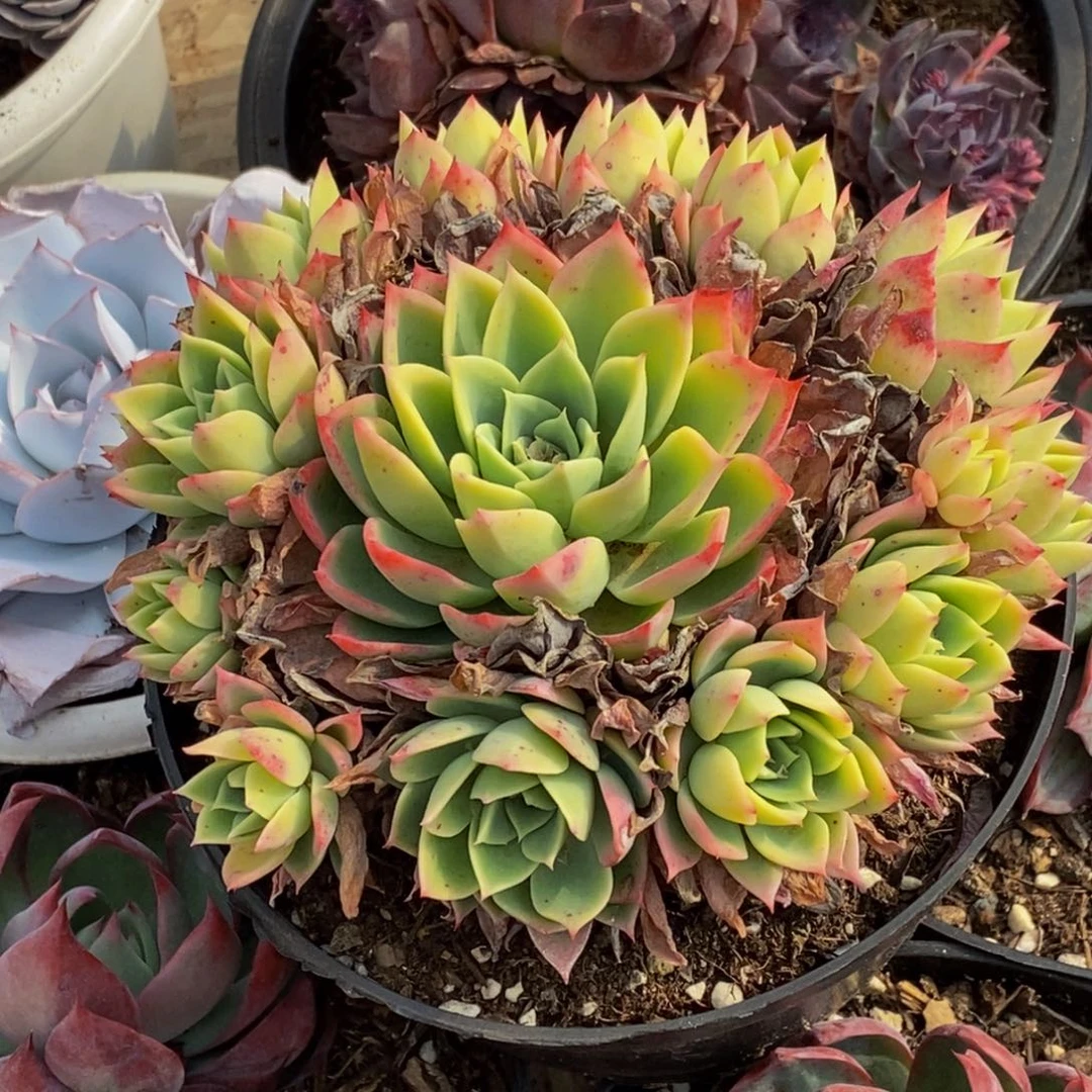 曼**华多肉植物一物一拍