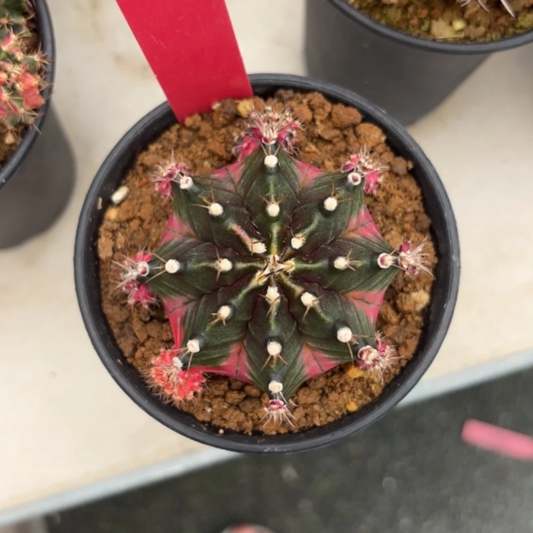 L556-1205泰国发货 蓝莓