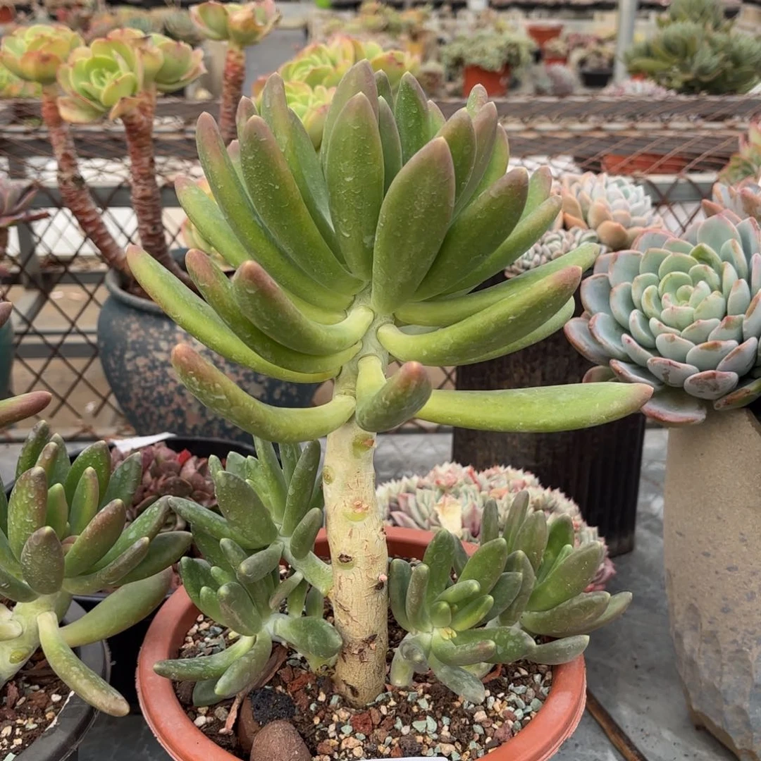 同温层多肉金蝉232