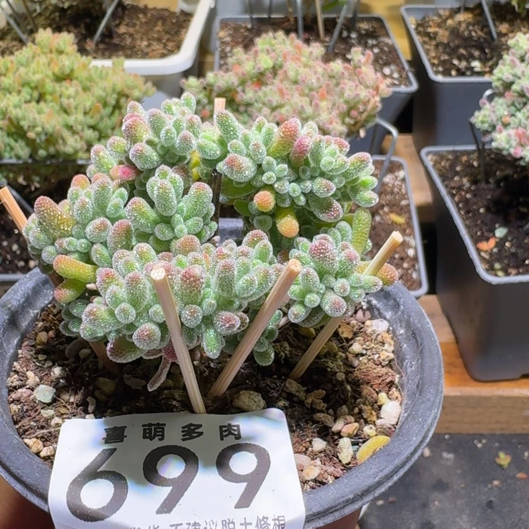 冰晶枝干番杏699福利款