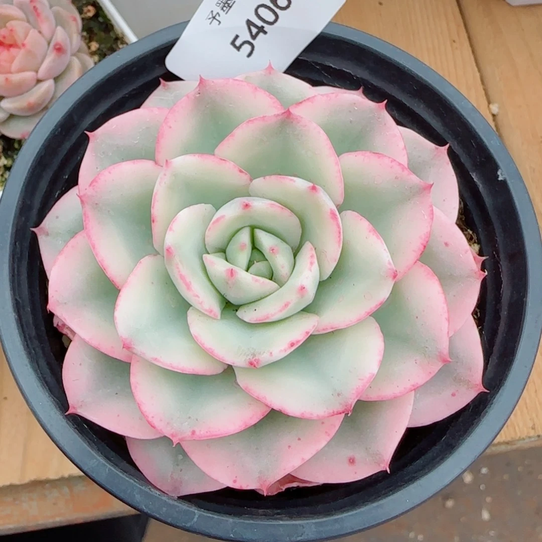 黄桃锦，5406多肉植物