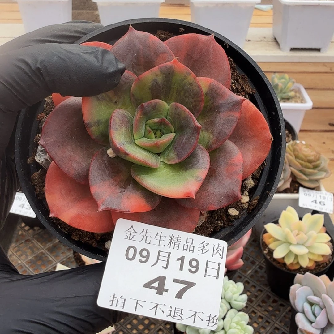 0919-47布鲁门卡锦